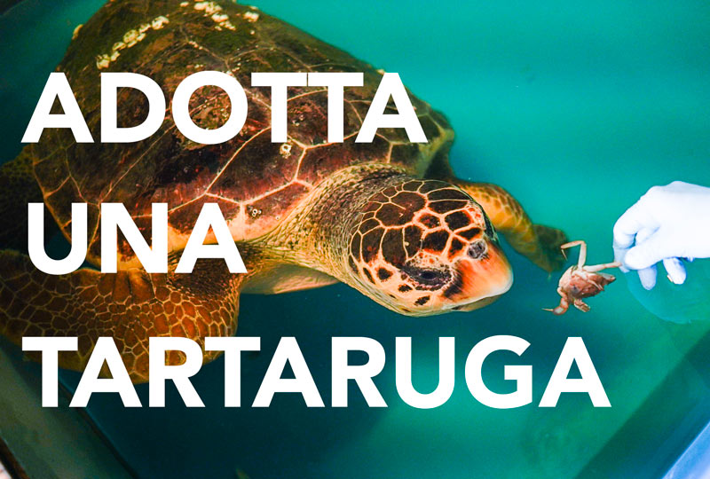 adotta-una-tartaruga